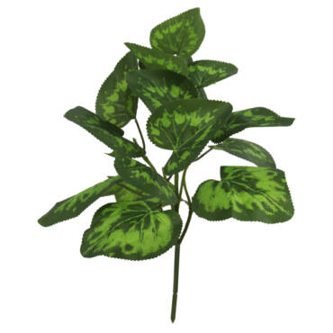 Coleus Mini x5 (30cm)