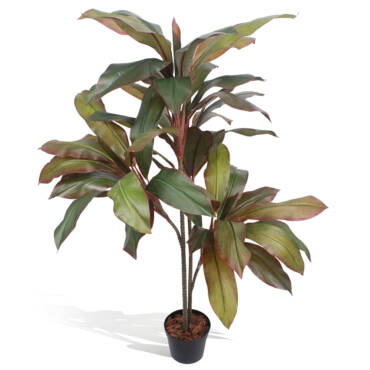 Dracena Marginata (1,20m)