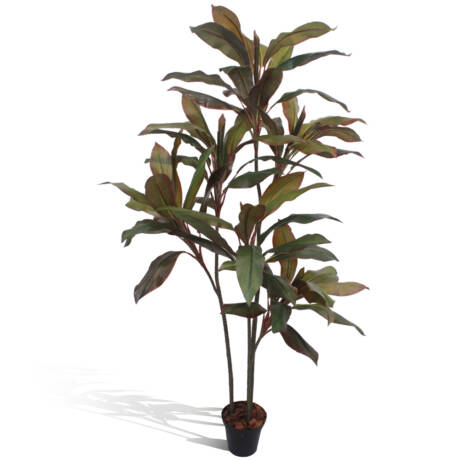 Dracena Marginata Verde/Vermelho (1,80m)