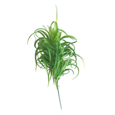 Aloe Crespo (25cm)