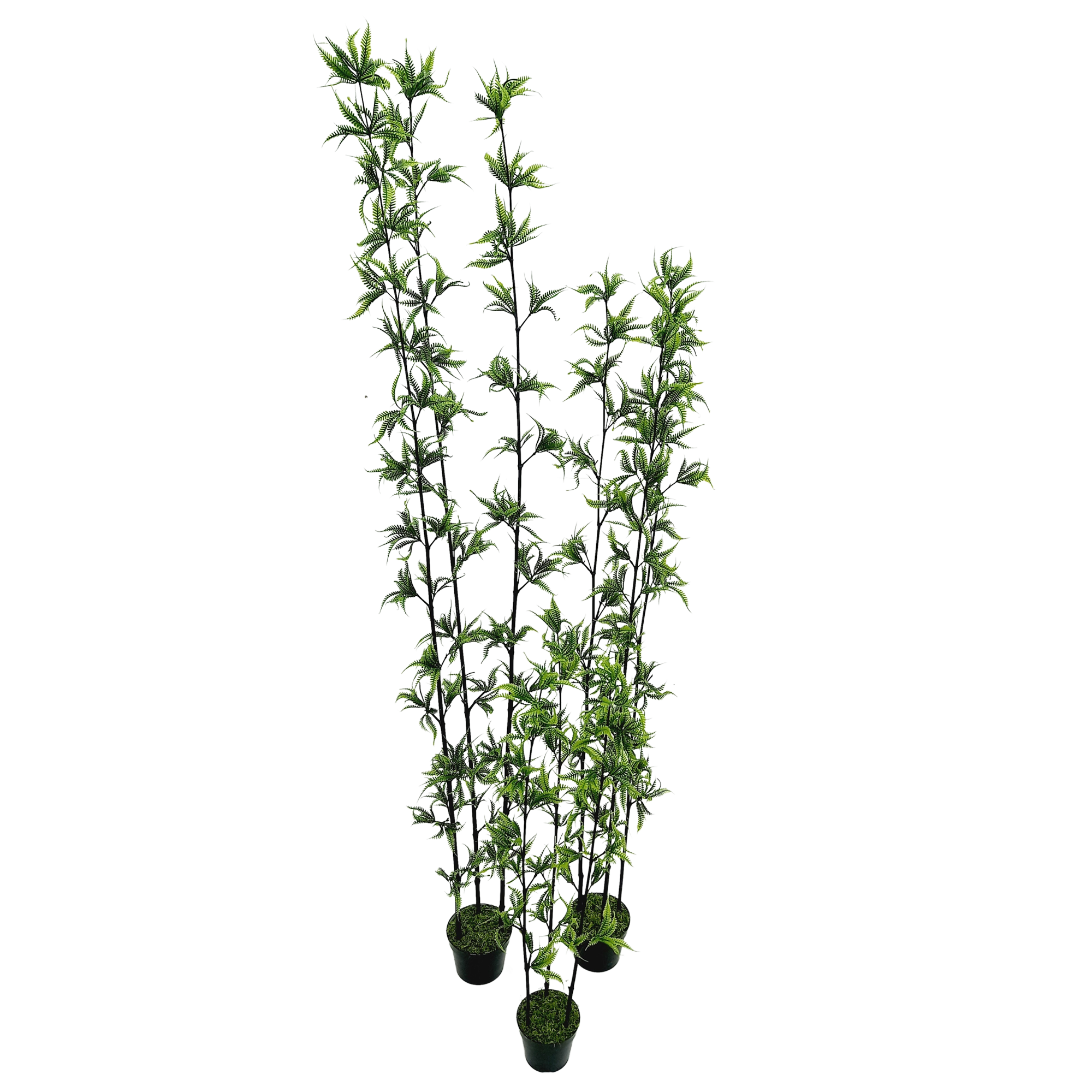 Fern Arbusto 3H c/ Pote (90cm - 1,80m) - Imagem 2