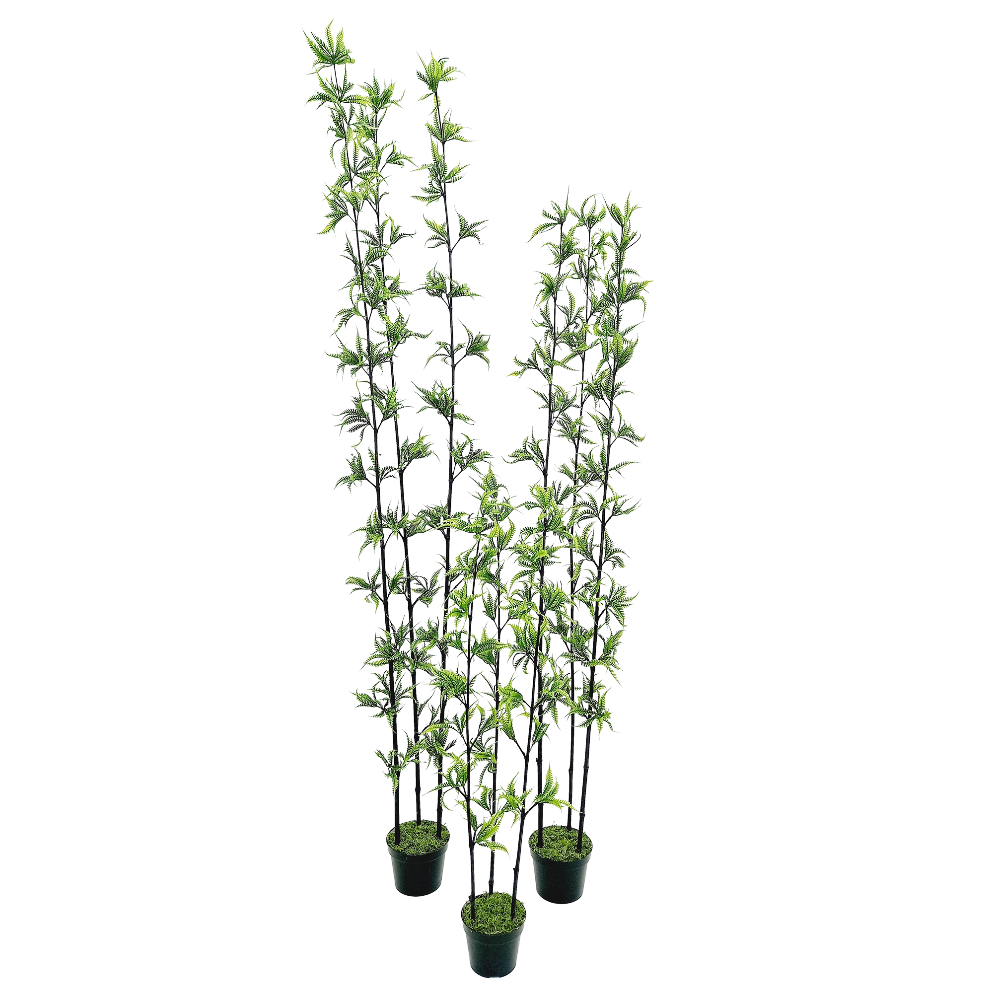 Fern Arbusto 3H c/ Pote (90cm - 1,80m) - Imagem 3