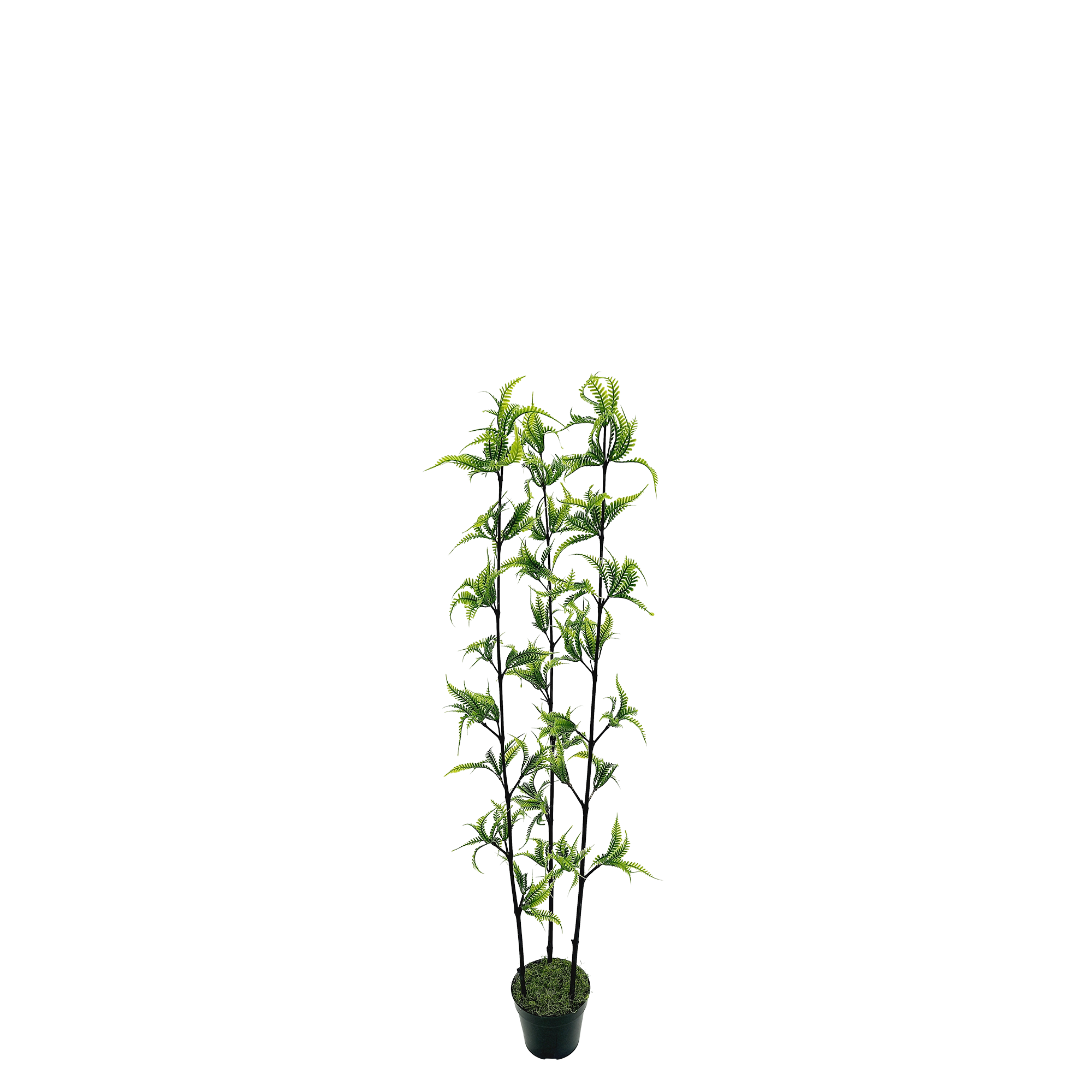 Fern Arbusto 3H c/ Pote (90cm - 1,80m) - Imagem 4