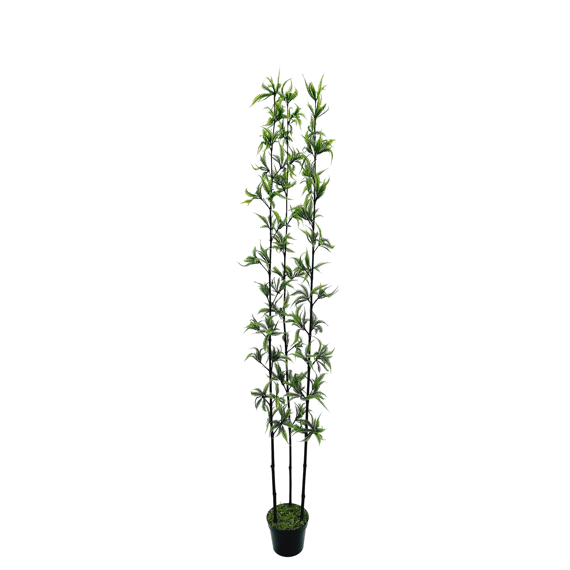 Fern Arbusto 3H c/ Pote (90cm - 1,80m) - Imagem 5