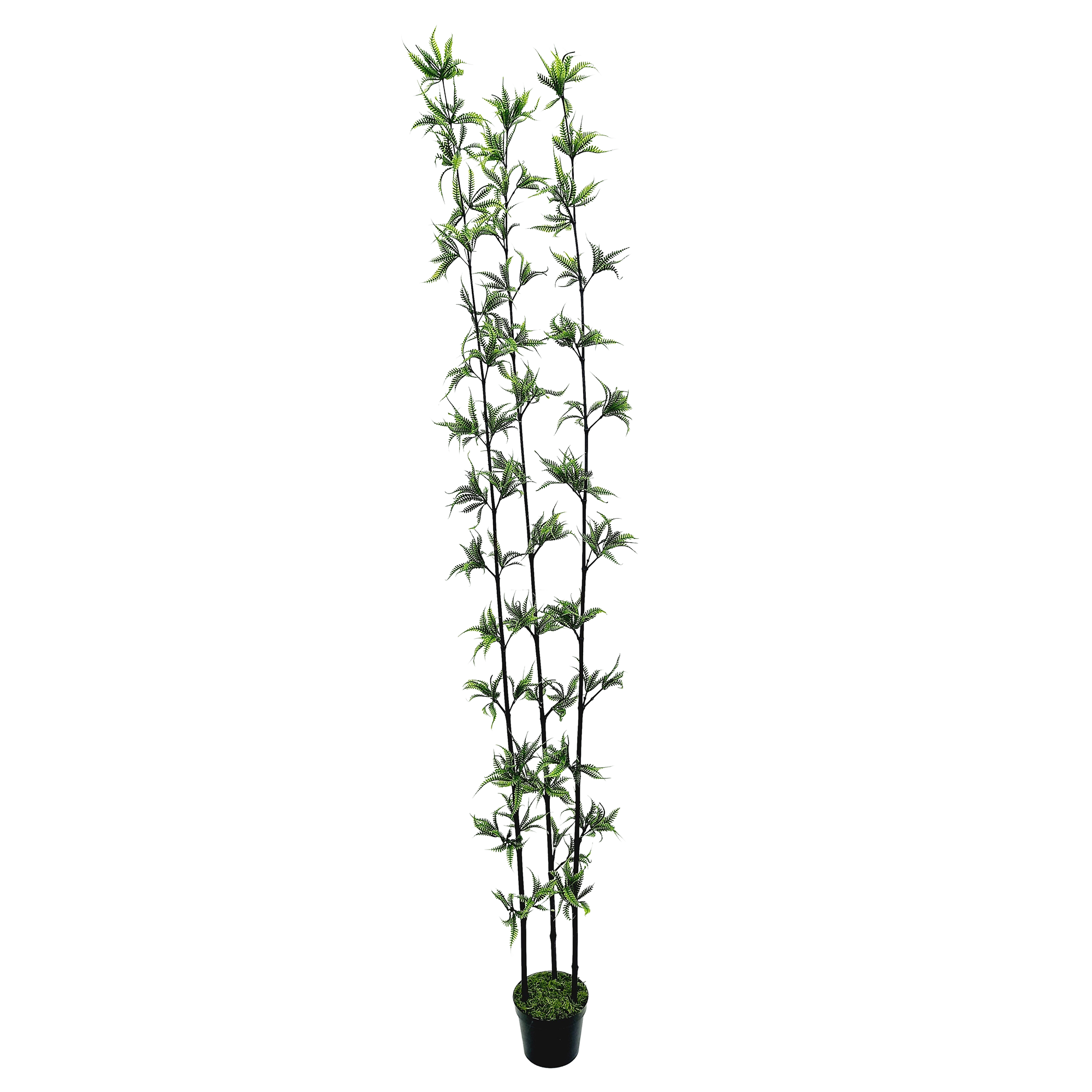 Fern Arbusto 3H c/ Pote (90cm - 1,80m) - Imagem 6