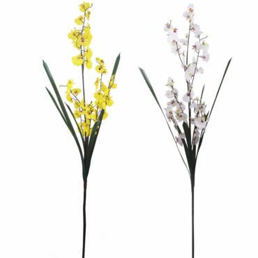 Chuva de Ouro c/ Folha (1,15m)