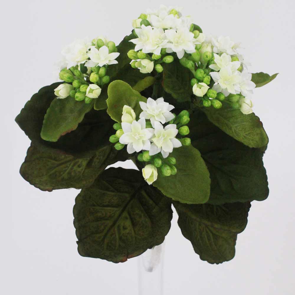 Kalanchoe Silvestre (24cm) - Imagem 3