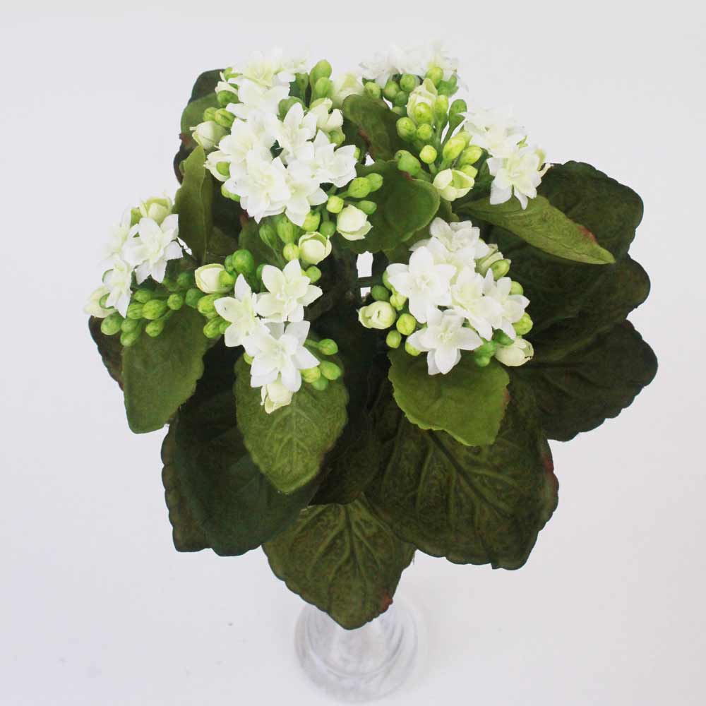 Kalanchoe Silvestre (24cm) - Imagem 4