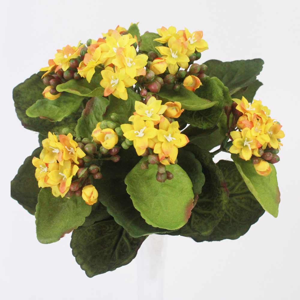 Kalanchoe Silvestre (24cm) - Imagem 7
