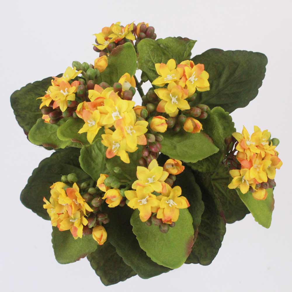 Kalanchoe Silvestre (24cm) - Imagem 8