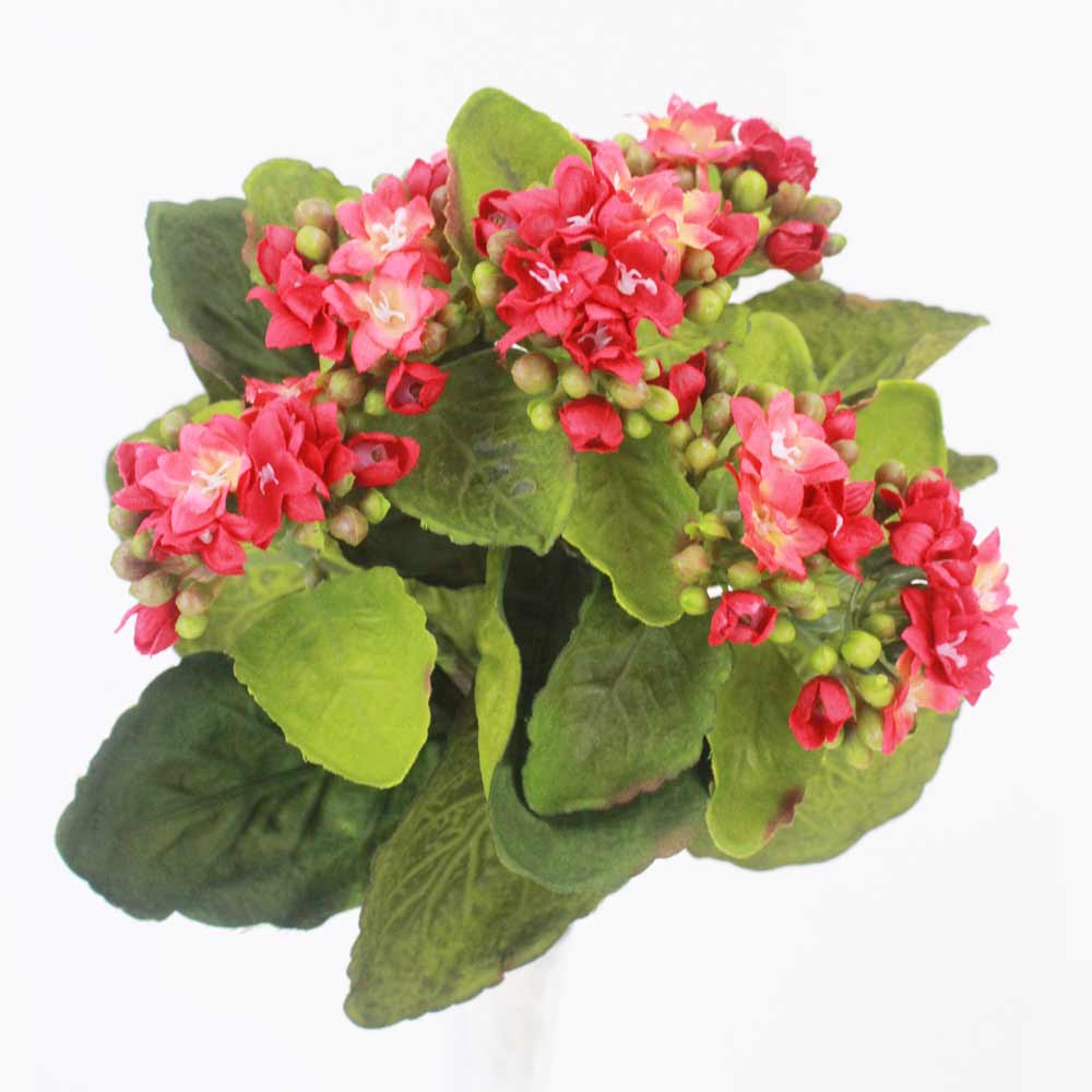 Kalanchoe Silvestre (24cm) - Imagem 11