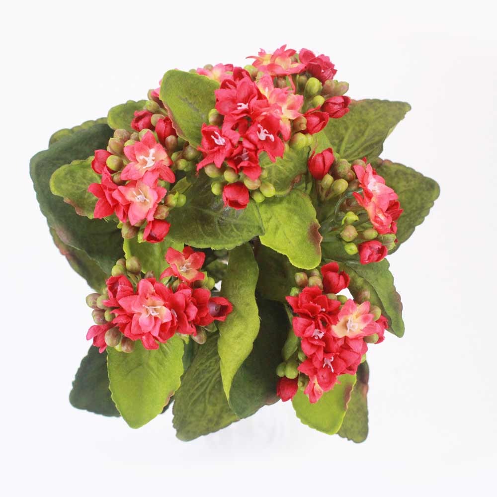 Kalanchoe Silvestre (24cm) - Imagem 12
