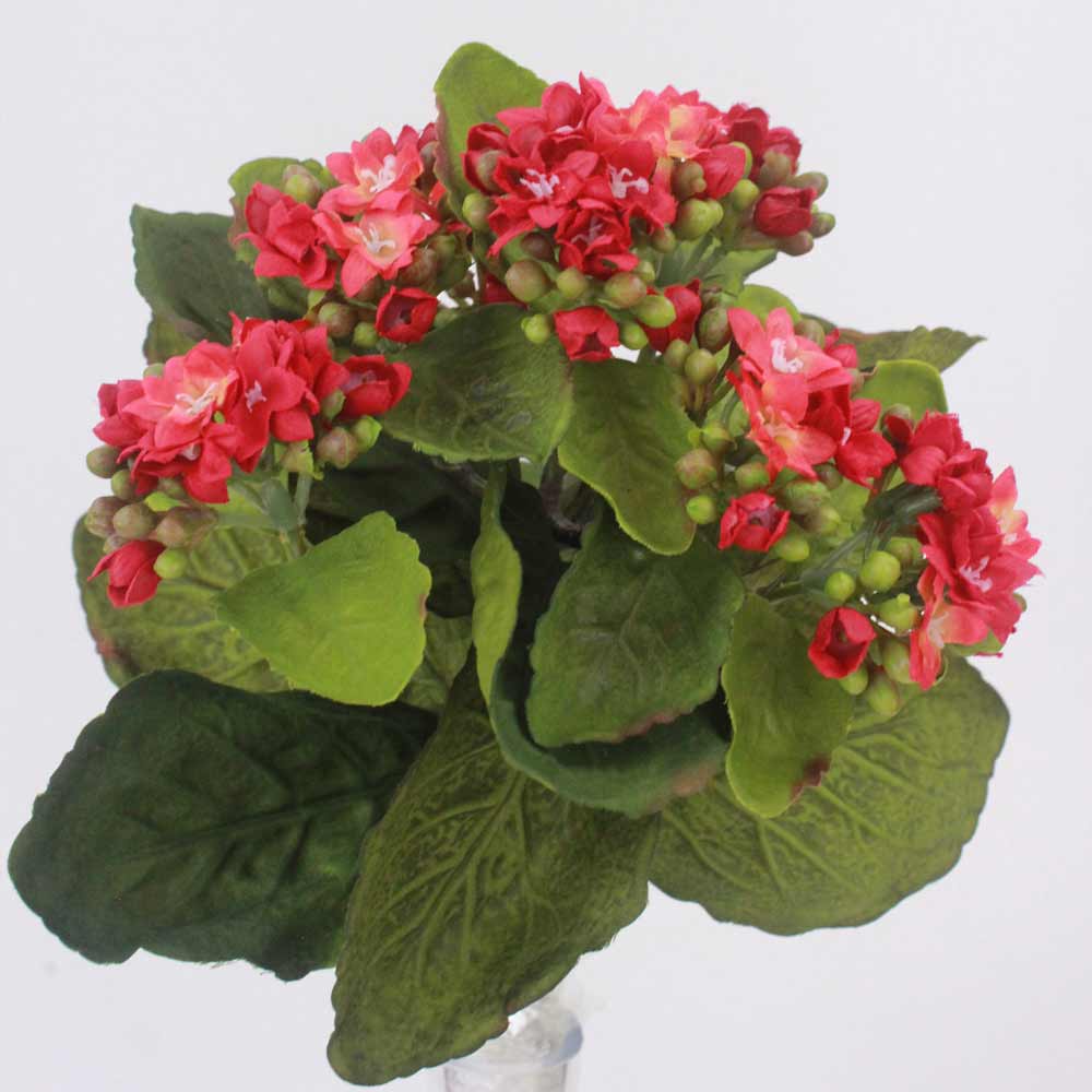 Kalanchoe Silvestre (24cm)