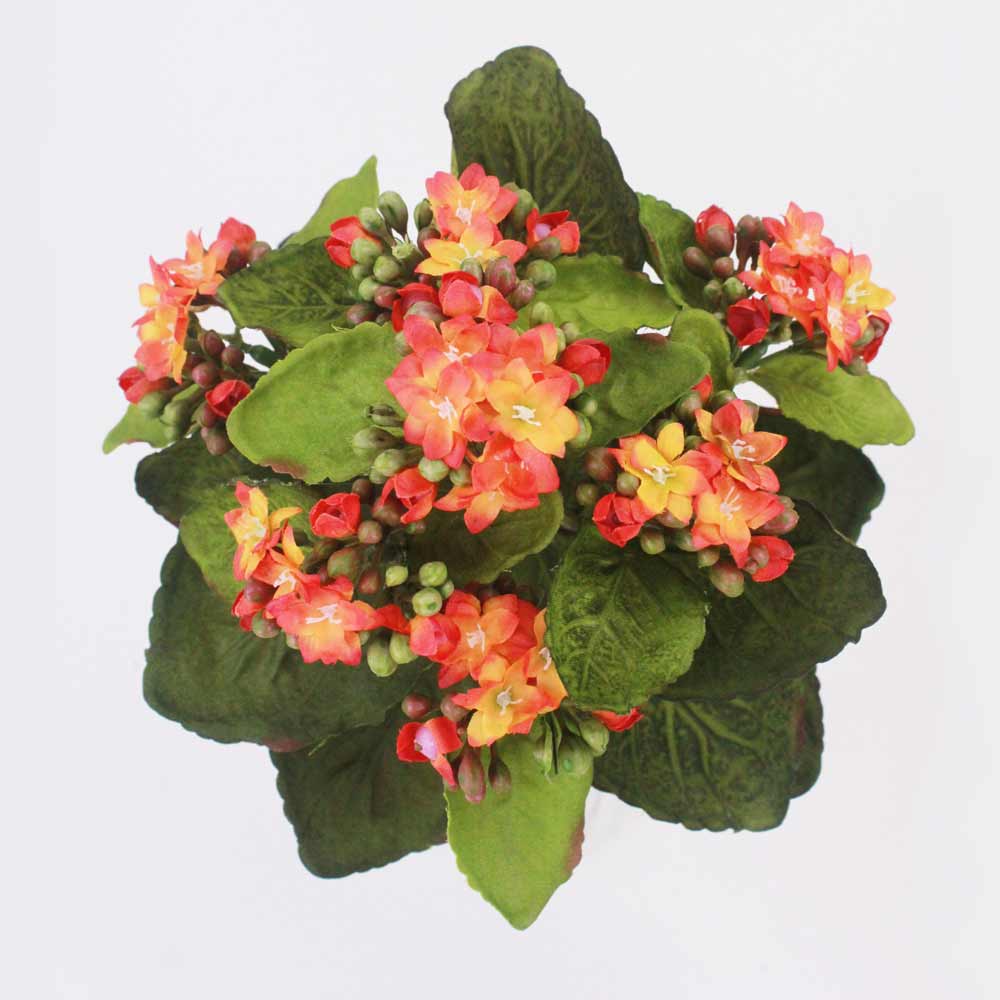 Kalanchoe Silvestre (24cm) - Imagem 9