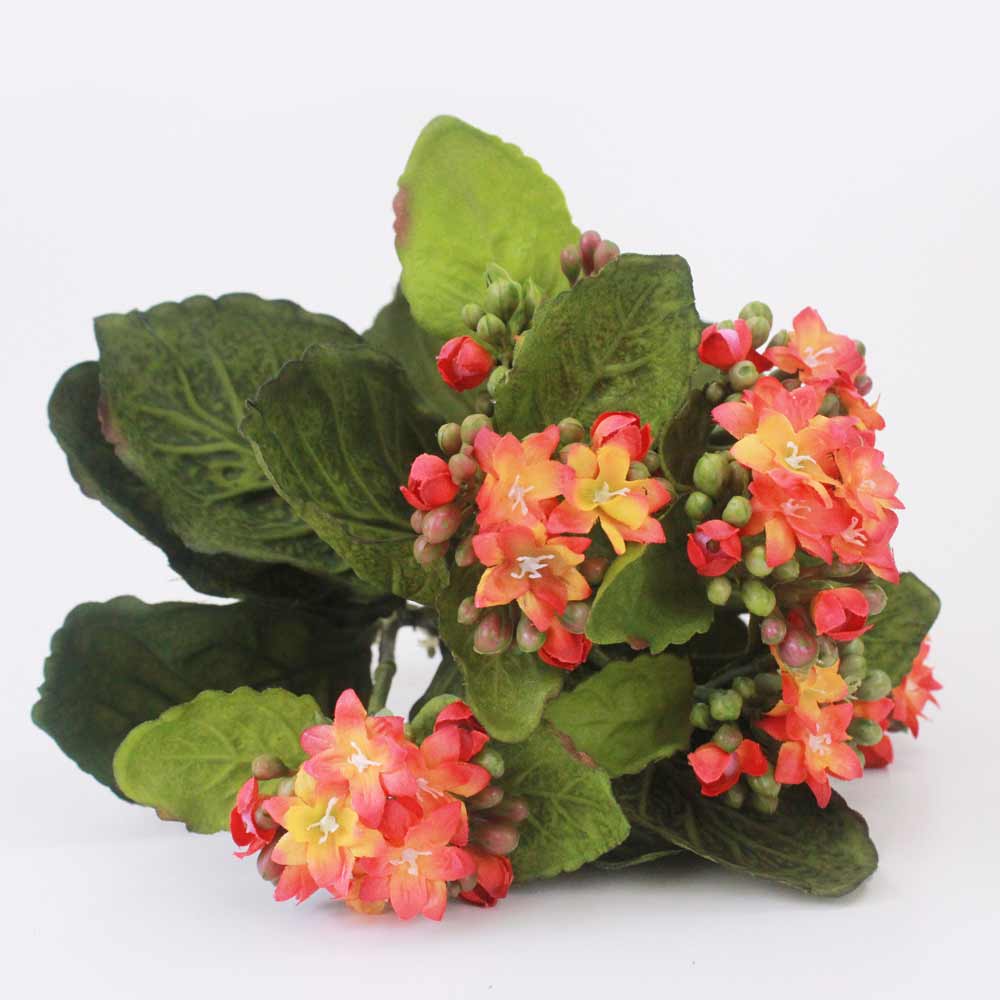 Kalanchoe Silvestre (24cm) - Imagem 10
