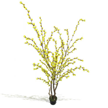 Cacia amarela semi-artificial (1,50m)