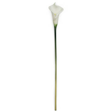 Copo de Leite (65cm)