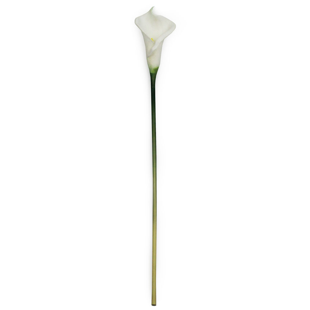 Copo de Leite (65cm)