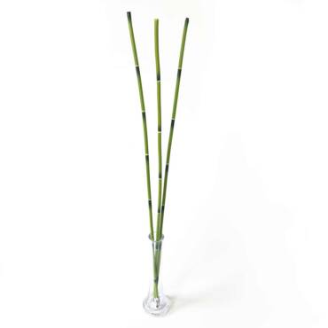 Bambu Stick (60cm) - 3 peças