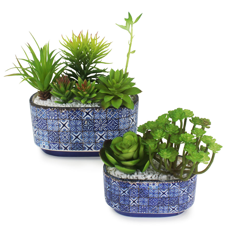 Suculenta em Vaso Português DUO