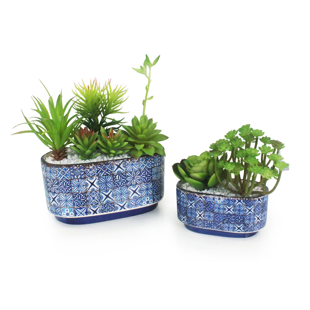Suculenta em Vaso Português DUO - Imagem 2