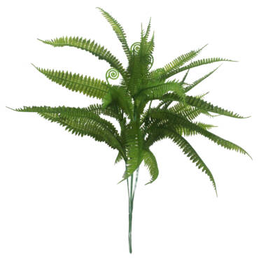 Samambaia Verde 5H (44cm)