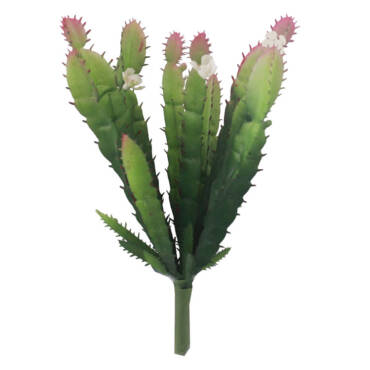 Cacto Flor de Maio (18cm)