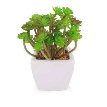 Araucaria em vaso cerâmico (16cm)