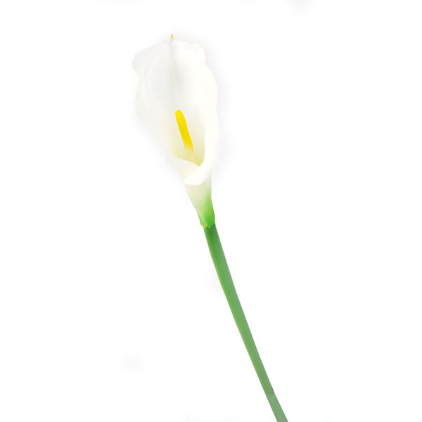 Copo de Leite em Silicone Flor Artificial (63cm) - Imagem 4