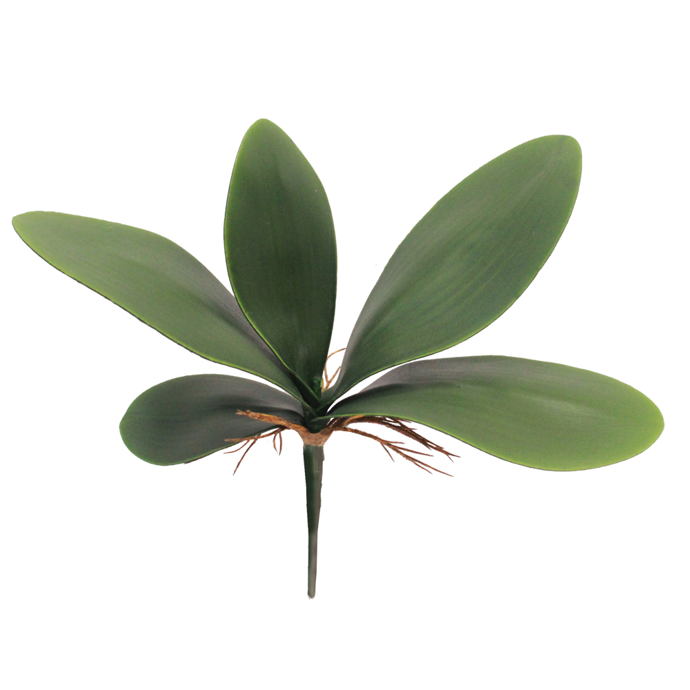 Folha de Orquídea Phalaenopsis com raiz (29cm)