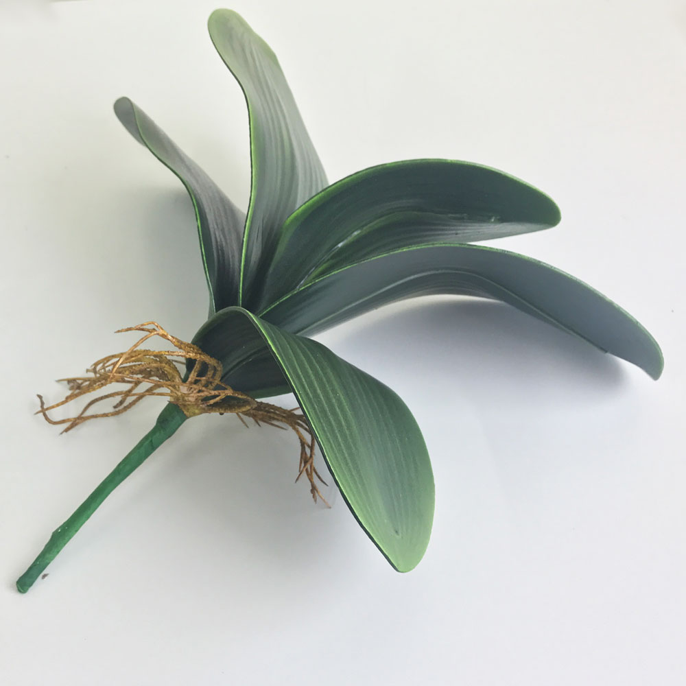 Folha de Orquídea Phalaenopsis com raiz (29cm) - Imagem 2