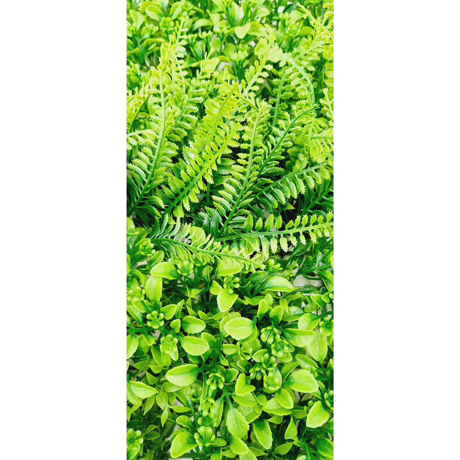 Placa Eucalipto e Samambaia Jardim Vertical (50x50cm) - Imagem 3