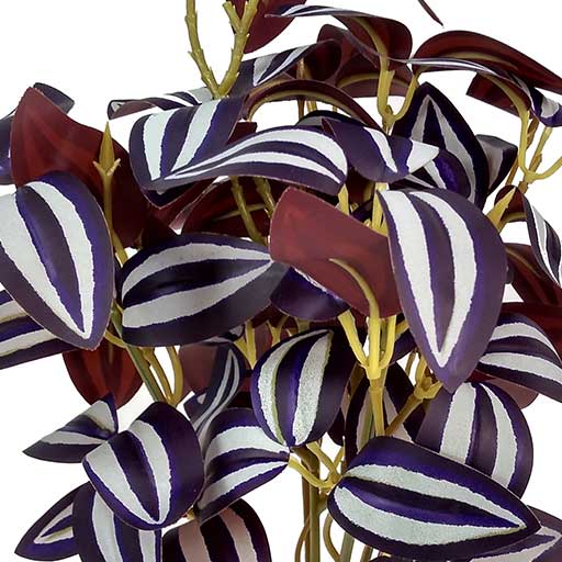 Lambari Roxo Folhagem Permanente 5H (45cm) - Imagem 2