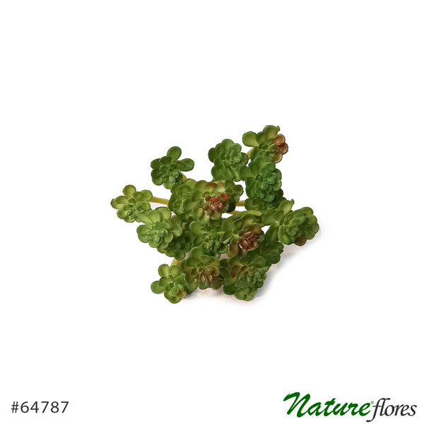 Suculenta Araucaria Artificial (11cm) - Imagem 3