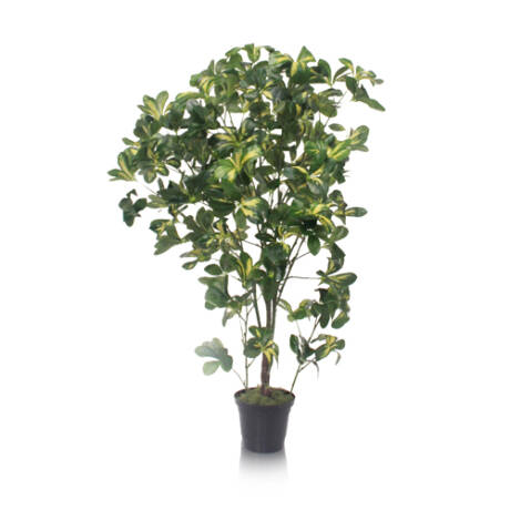 Scheflera Variegata artificial (1,20m)