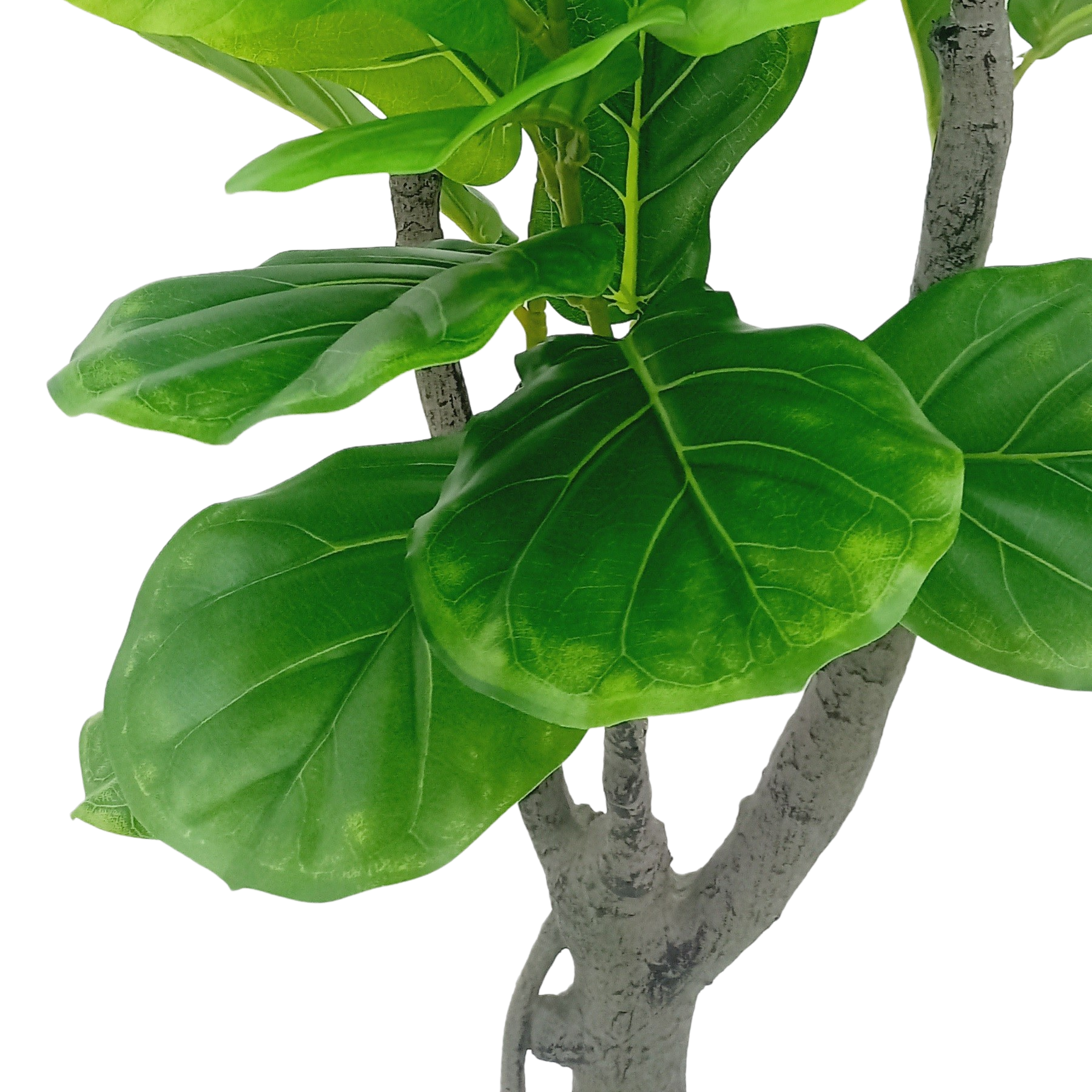 Ficus Lyrata Árvore Artificial (1,20m) - Imagem 7