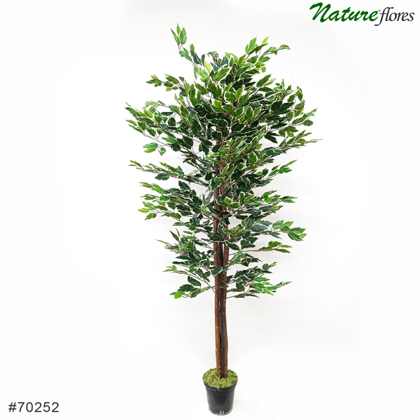 Ficus Árvore Semi-Artificial (1,80m) - Imagem 3