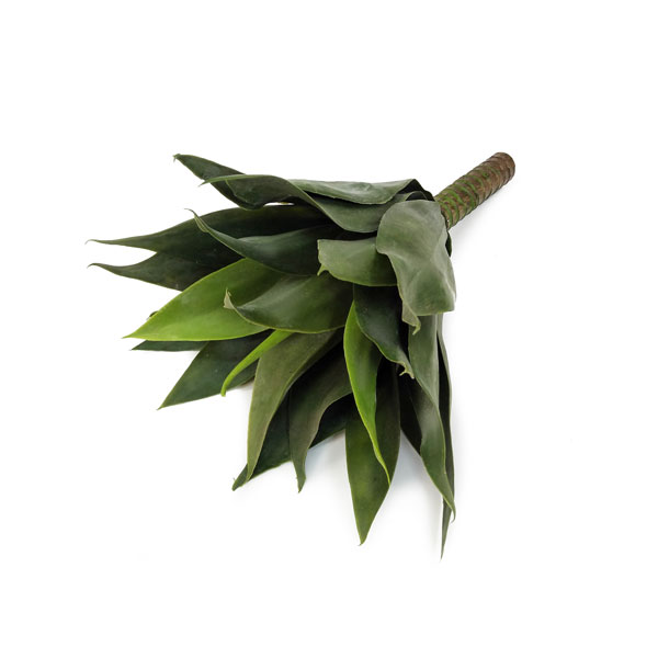 Agave Attenuata Suculenta Artificial (40cm) - Imagem 7