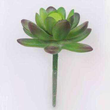 Dedo de Moça Mini (9cm)