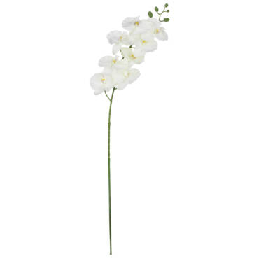 Orquídea Phalaenopsis (1,00m)
