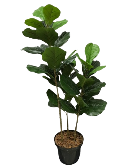 Ficus Lyrata Árvore Artificial (1,20m)