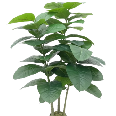 Seringueira Arbusto ( 1,20m no pote )