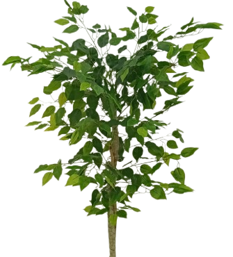 Ficus Verde 1,50m Semi-Artificial