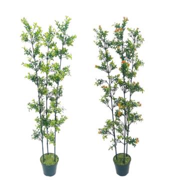 Arbusto 3 Hastes Kalanchoe (90cm com pote)